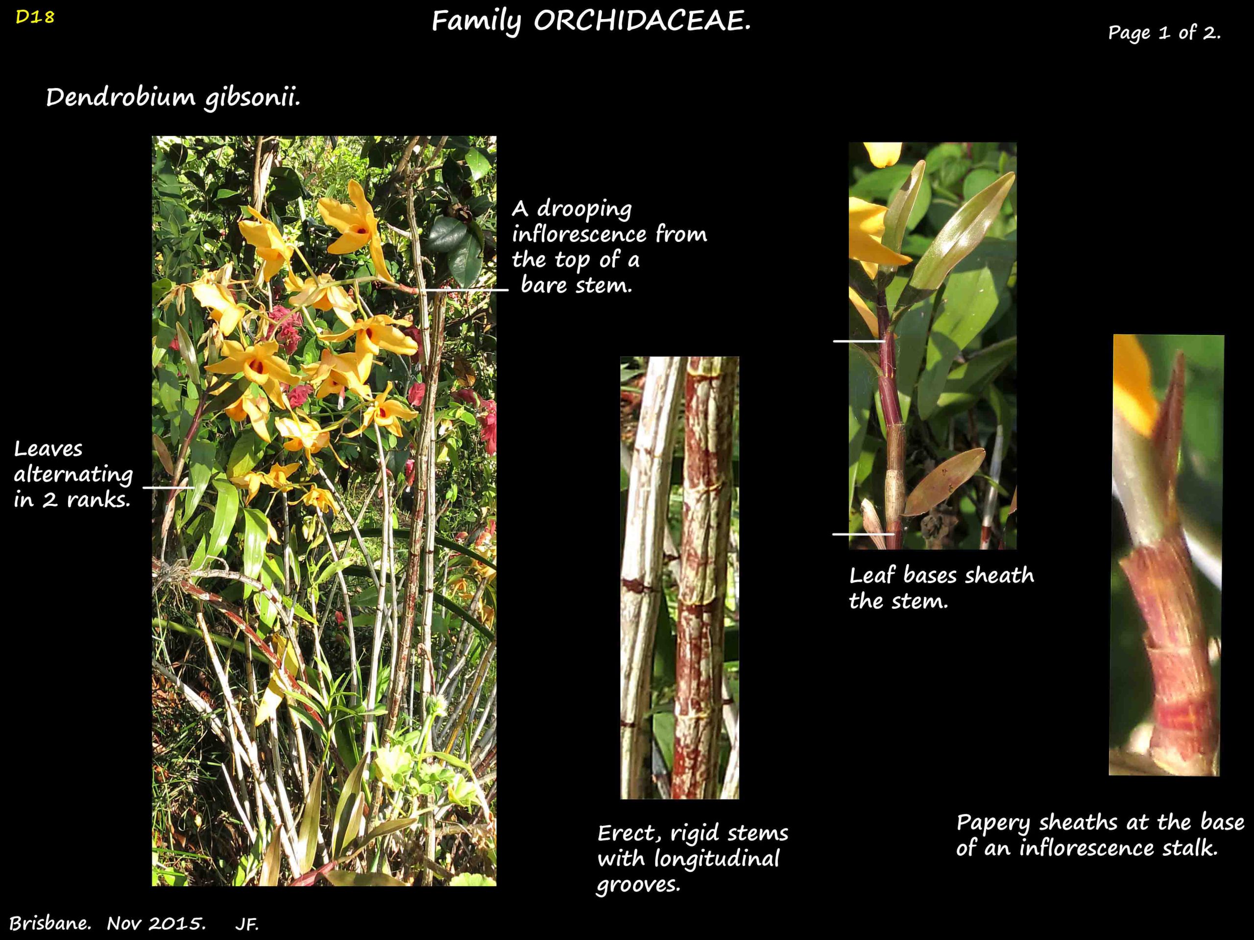 1 Dendrobium gibsonii plants
